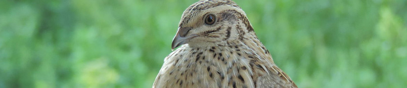 benefits of quail