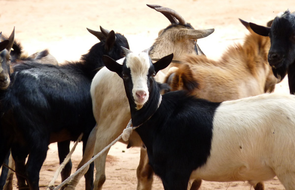 Goat livestock farming
