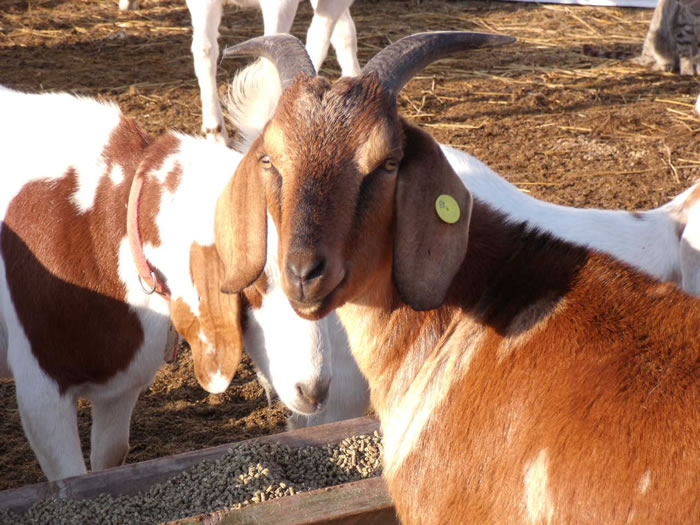 promotes Goat livestock farming