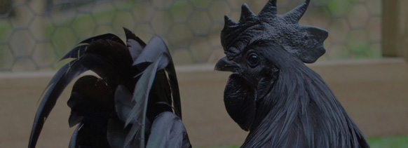 benefits of Kadaknath chicken