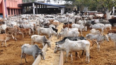 Livestock farming and its benefits